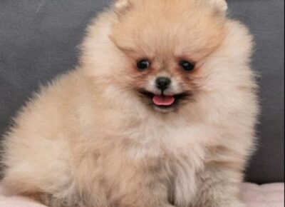 viberimage20260220113441530678x102411774298144