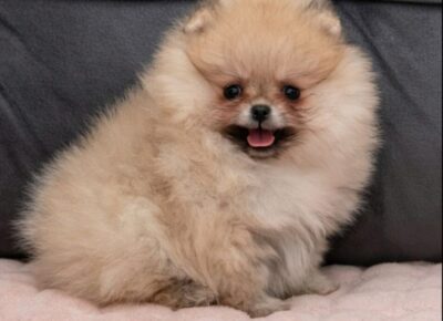 viberimage20260220113535906954x102411774298147