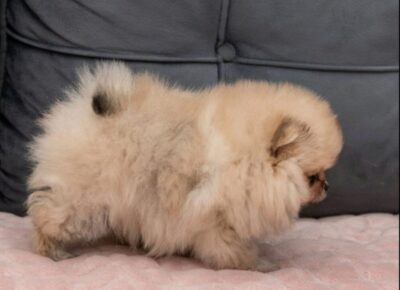 viberimage202602201136063231003x102411774298148