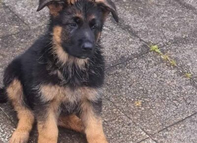 viberimage202603031857558701772830647