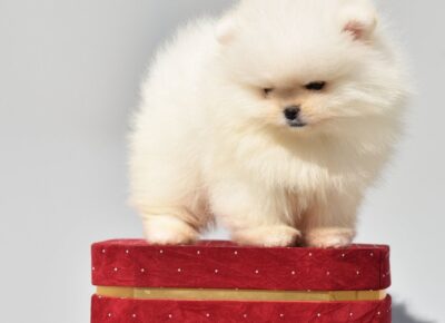 viberimage202603091144575721773243751