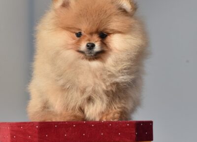 viberimage202603091148440811773243753