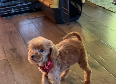 viberimage202603101913090941773504819