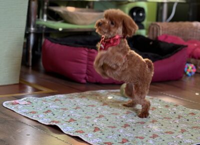 viberimage202603101913245871773504822