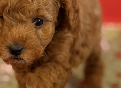 viberimage202603101915301341773504820