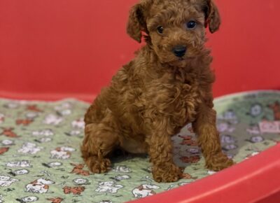 viberimage202603101915441021773504820