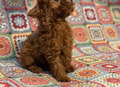 viberimage202603101920313961773504821