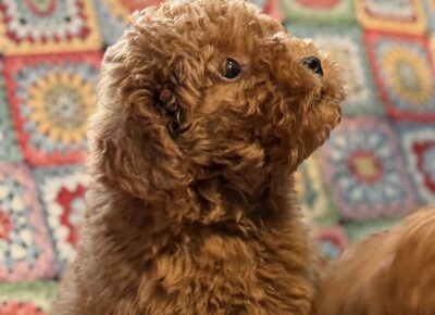 viberimage202603101921076051773504823