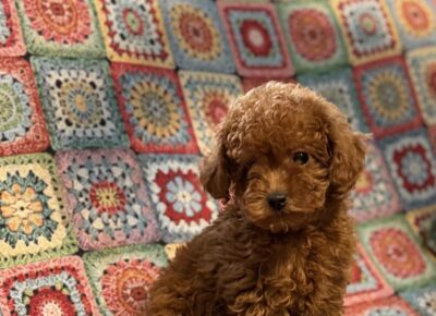 viberimage202603101921207421773504823