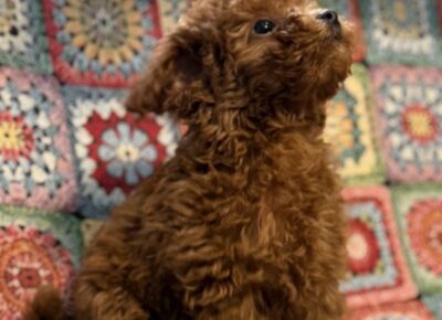 viberimage202603101921417351773504824