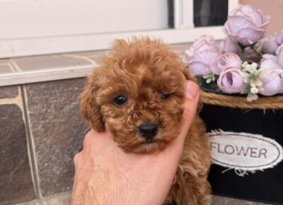 viberimage202603181647231191774700337