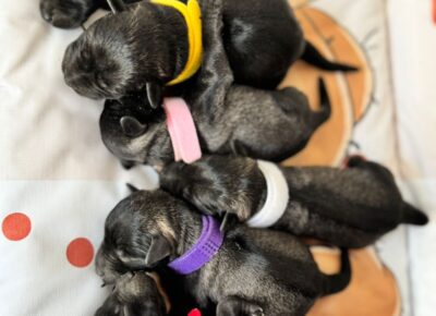 viberimage202603241604547691774653702