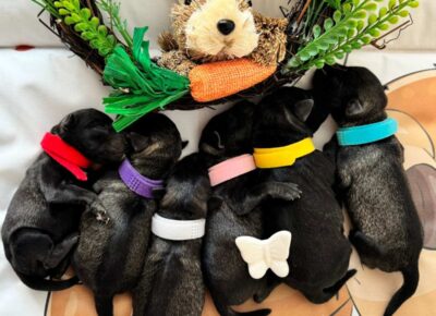 viberimage202603241604548861774653716