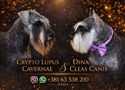 viberimage202603241604566051774653715