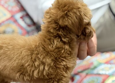 viberimage202603281038587691774906307