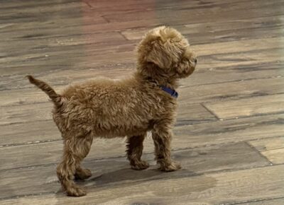 viberimage202603281039041101774906308