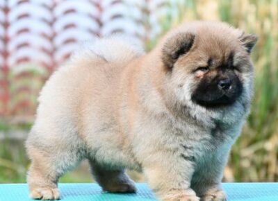 03f6539cedd2480e9575243cc7bcca491775892546