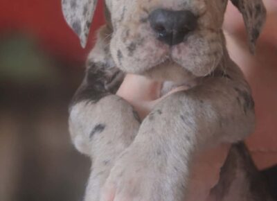 2af851885e2041c8a010e663bba4a7651777070803