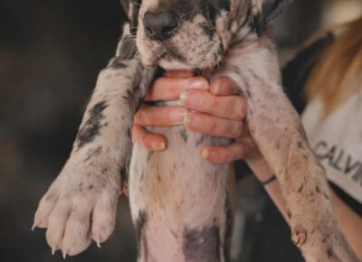 2d4b5d4789d04cada0a703fd1cf281a51777070813