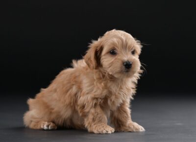 40f42ac354a9494fa514f5243d0226d21776792947