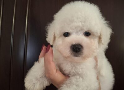 8dd7f0182fcb4567868c8d3ffce499b21775230728