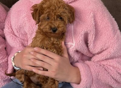 aviberimage202604171013107121776458750