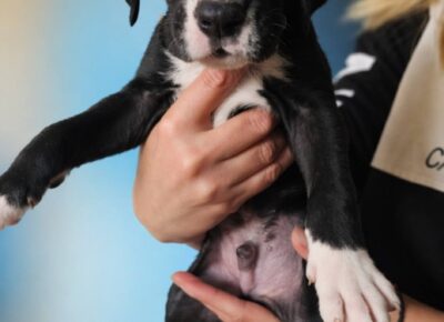 c1749dc93d274ffba553f3e6728c52c21777070818