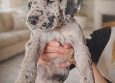 c2dace8cd90746fcbd7abbc1c098570d1777070817