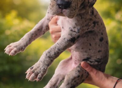 c5e511a2309642dfb85e9a6f79dc9d351777070818