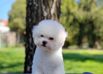 d55ff9fba1d24831b3a6e2c9290e83ab1775230731