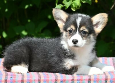 e92db811e22640d1bf869945f03413be1776608479