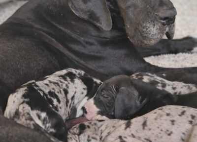 ea730561c6a04eb79d2950c4afb8c0901777070817