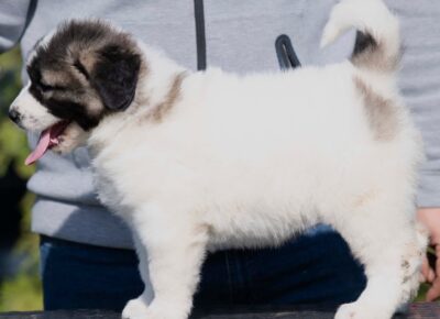 viberimage202604081149461501776197958