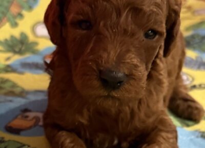 viberimage202604131318108931776458757