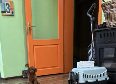 viberimage202604131319381221776458757