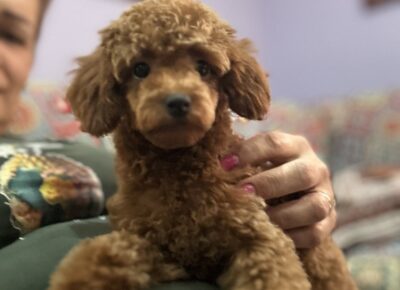 viberimage202604131319485281776458759