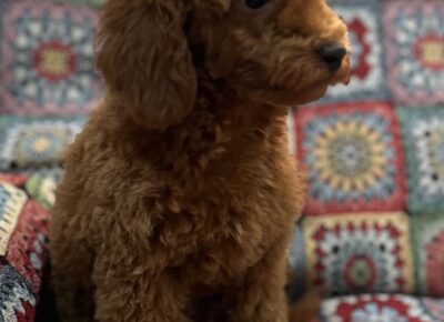 viberimage202604131320040571776458761