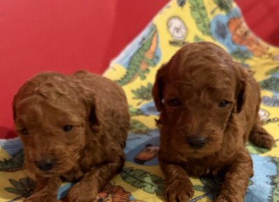 viberimage202604171049495331776458761