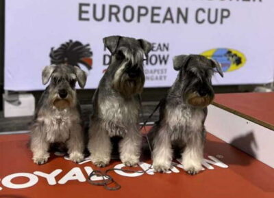 šnaucerded11776926410