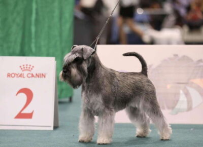 šnaucerded41776926410