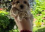 malti51779901862