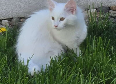 šum31778167488
