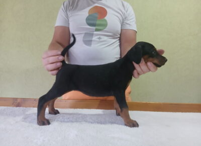dobi11780433172