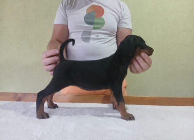 dobi21780433172