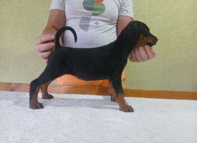 dobi31780433173