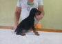 dobi41780433173