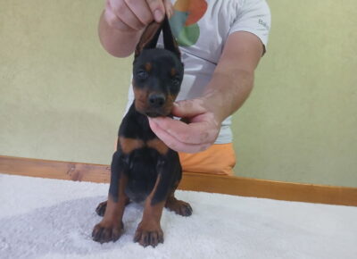 dobi61780433174