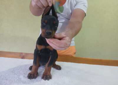 dobi71780433174