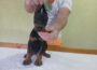 dobi71780433174