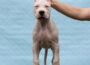 dogo21784408309